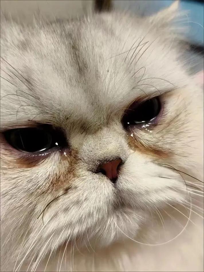 猫咪打喷嚏有眼屎,猫咪打喷嚏有眼屎吃什么药-第5张图片-后鲨宠物 猫咪打喷嚏有眼屎,猫咪打喷嚏有眼屎吃什么药-第5张图片-后鲨宠物