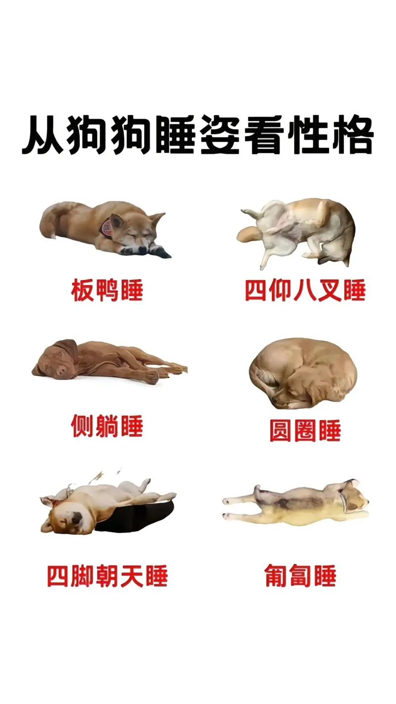 狗狗瞌睡多是什么原因_狗老是瞌睡-第5张图片-后鲨宠物 狗狗瞌睡多是什么原因_狗老是瞌睡-第5张图片-后鲨宠物