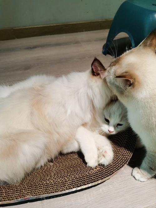 猫咪舔衣服是怎么了,猫舔衣服怎么办-第4张图片-后鲨宠物 猫咪舔衣服是怎么了,猫舔衣服怎么办-第4张图片-后鲨宠物