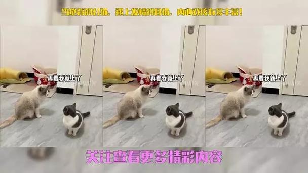 如何抑制猫咪发情,抑制猫咪发情用哪种药?-第2张图片-后鲨宠物 如何抑制猫咪发情,抑制猫咪发情用哪种药?-第2张图片-后鲨宠物