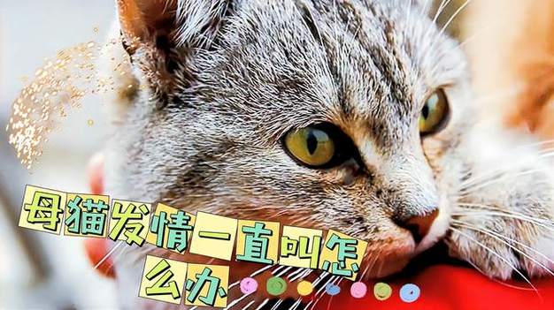 如何抑制猫咪发情,抑制猫咪发情用哪种药?-第5张图片-后鲨宠物 如何抑制猫咪发情,抑制猫咪发情用哪种药?-第5张图片-后鲨宠物