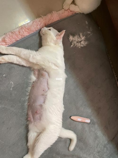 猫咪生宝宝后怎么照顾_猫咪生宝宝了怎么照顾-第5张图片-后鲨宠物 猫咪生宝宝后怎么照顾_猫咪生宝宝了怎么照顾-第5张图片-后鲨宠物