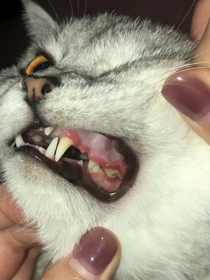 猫咪牙龈炎怎么治疗,猫咪牙龈炎怎么治疗好-第2张图片-后鲨宠物 猫咪牙龈炎怎么治疗,猫咪牙龈炎怎么治疗好-第2张图片-后鲨宠物
