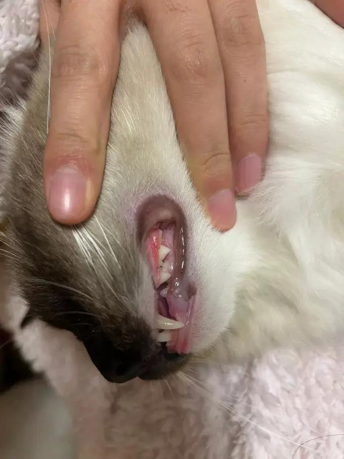猫咪牙龈炎怎么治疗,猫咪牙龈炎怎么治疗好-第3张图片-后鲨宠物 猫咪牙龈炎怎么治疗,猫咪牙龈炎怎么治疗好-第3张图片-后鲨宠物