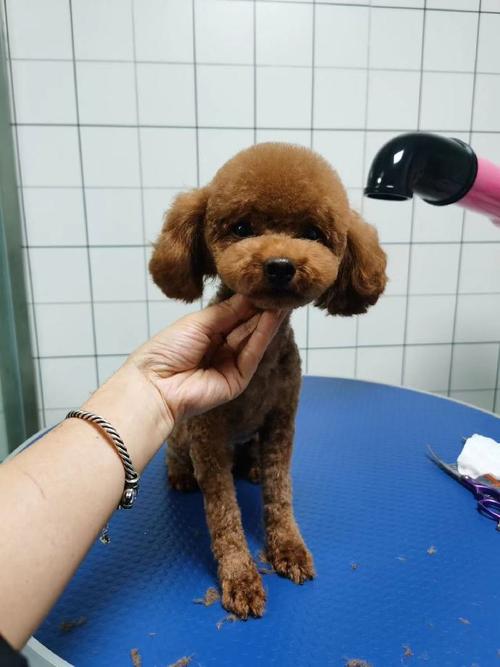 怎样给狗狗剃毛,怎样给狗狗剃毛比较好?-第4张图片-后鲨宠物 怎样给狗狗剃毛,怎样给狗狗剃毛比较好?-第4张图片-后鲨宠物