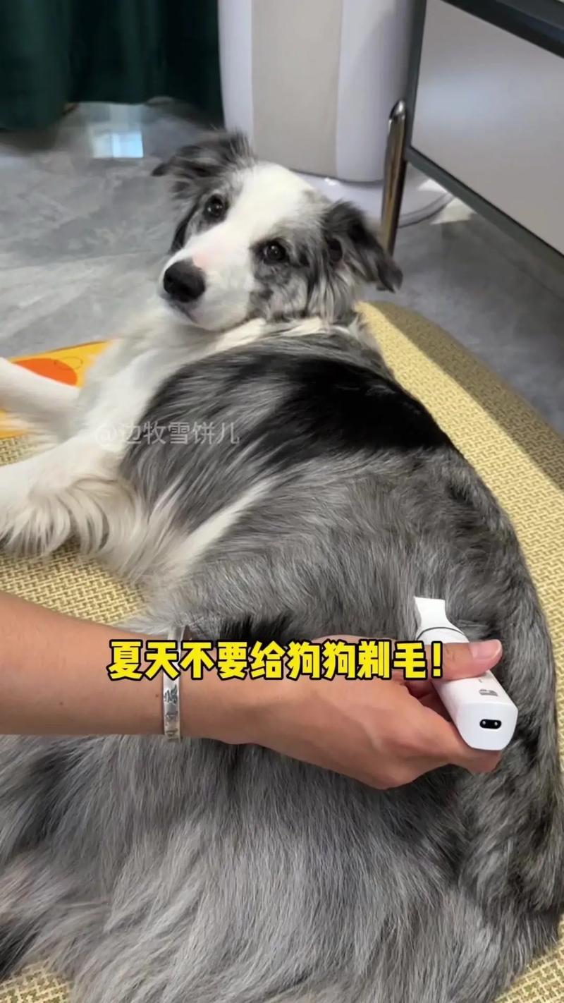 怎样给狗狗剃毛,怎样给狗狗剃毛比较好?-第6张图片-后鲨宠物 怎样给狗狗剃毛,怎样给狗狗剃毛比较好?-第6张图片-后鲨宠物