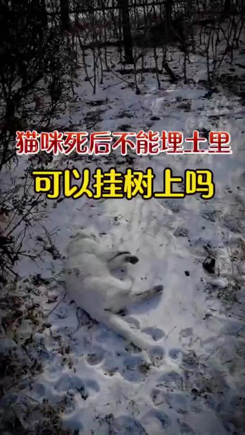 猫咪吃塑料袋多久排泄_猫吃塑料袋多久能判断是否没事-第2张图片-后鲨宠物