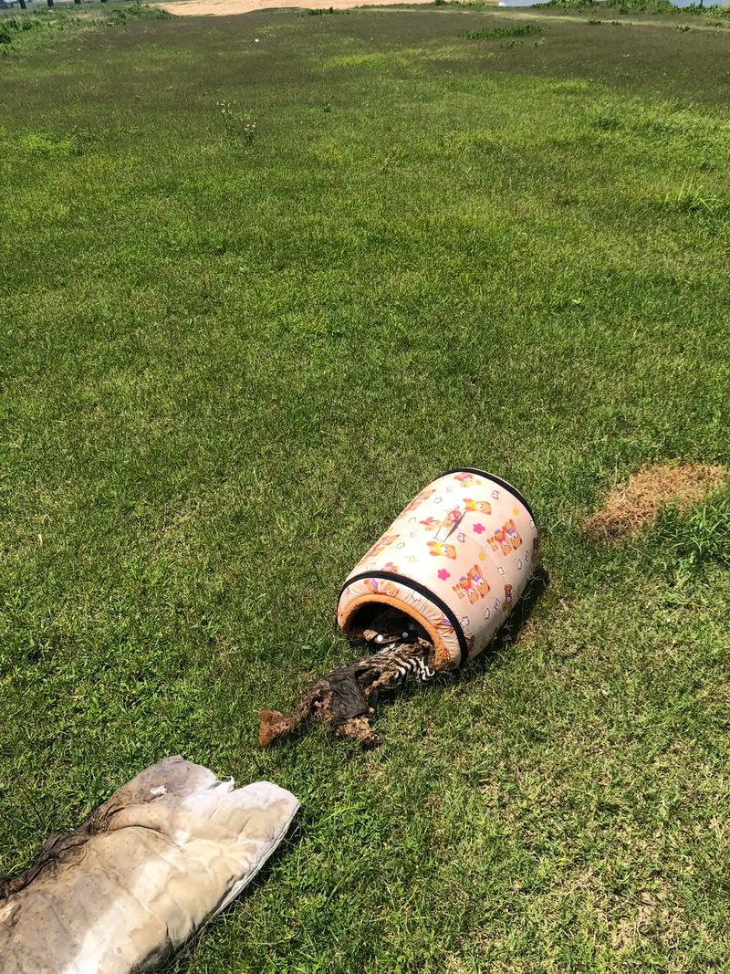 猫咪吃塑料袋多久排泄_猫吃塑料袋多久能判断是否没事-第4张图片-后鲨宠物