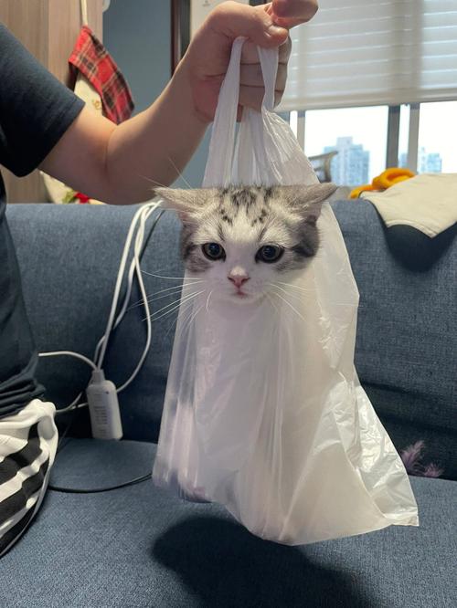 猫咪吃塑料袋多久排泄_猫吃塑料袋多久能判断是否没事-第3张图片-后鲨宠物