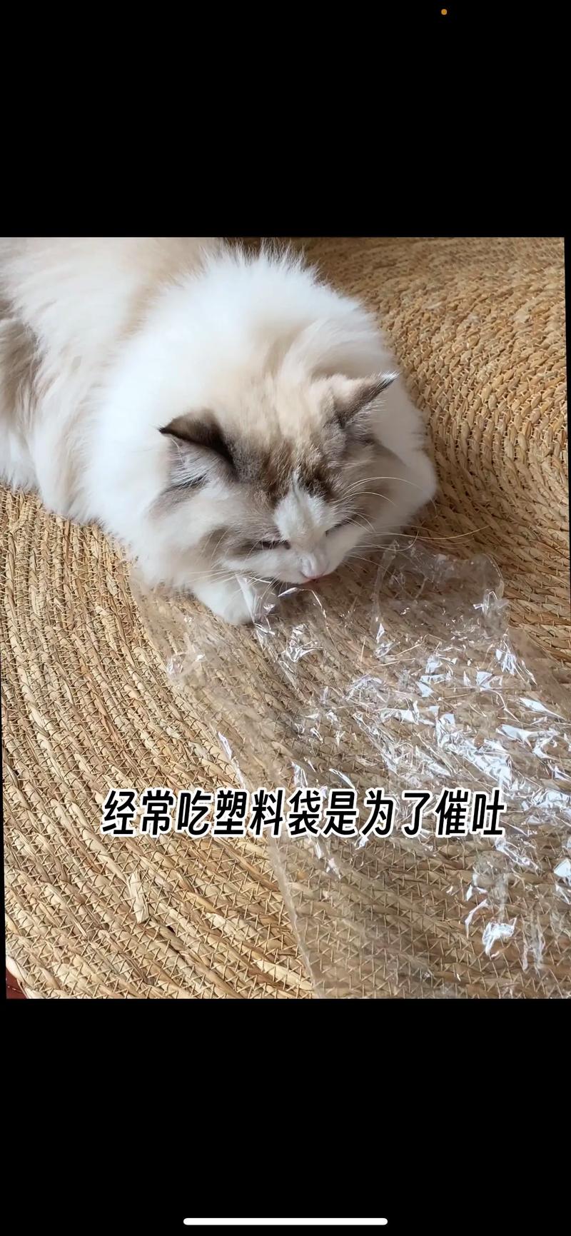 猫咪吃塑料袋多久排泄_猫吃塑料袋多久能判断是否没事-第5张图片-后鲨宠物