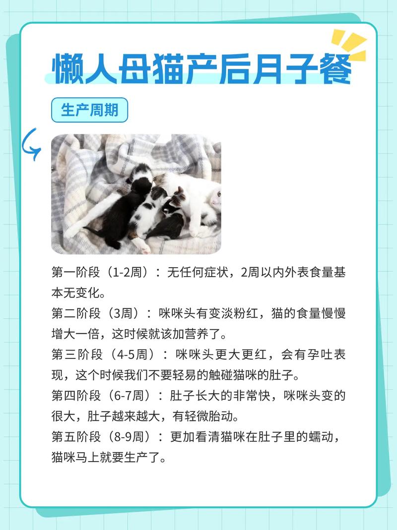 猫咪剖腹产后注意事项_猫咪剖腹产后注意事项有哪些-第1张图片-后鲨宠物 猫咪剖腹产后注意事项_猫咪剖腹产后注意事项有哪些-第1张图片-后鲨宠物