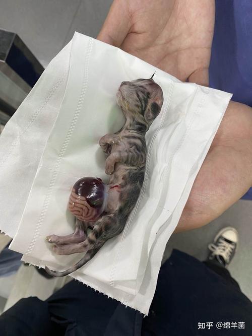 猫咪剖腹产后注意事项_猫咪剖腹产后注意事项有哪些-第6张图片-后鲨宠物 猫咪剖腹产后注意事项_猫咪剖腹产后注意事项有哪些-第6张图片-后鲨宠物