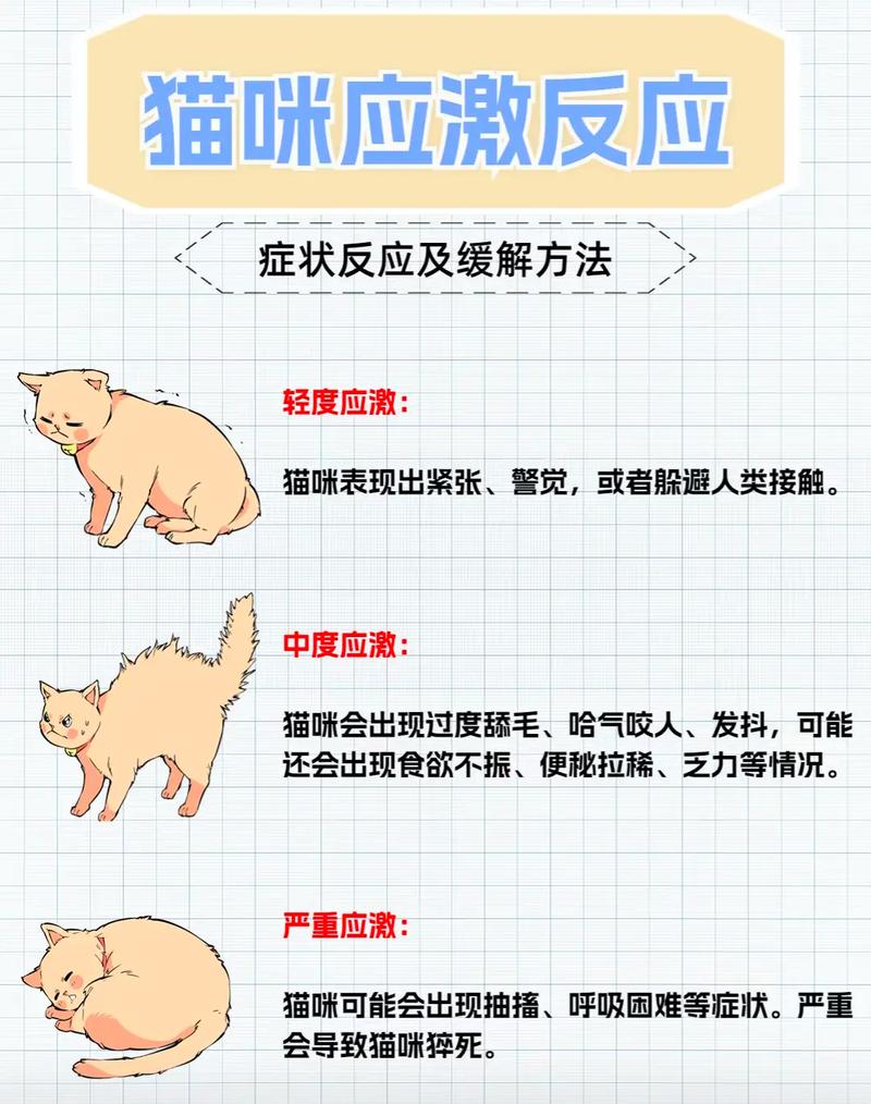 猫咪应激反应怎么办,猫咪应激反应会引起什么病?-第1张图片-后鲨宠物 猫咪应激反应怎么办,猫咪应激反应会引起什么病?-第1张图片-后鲨宠物