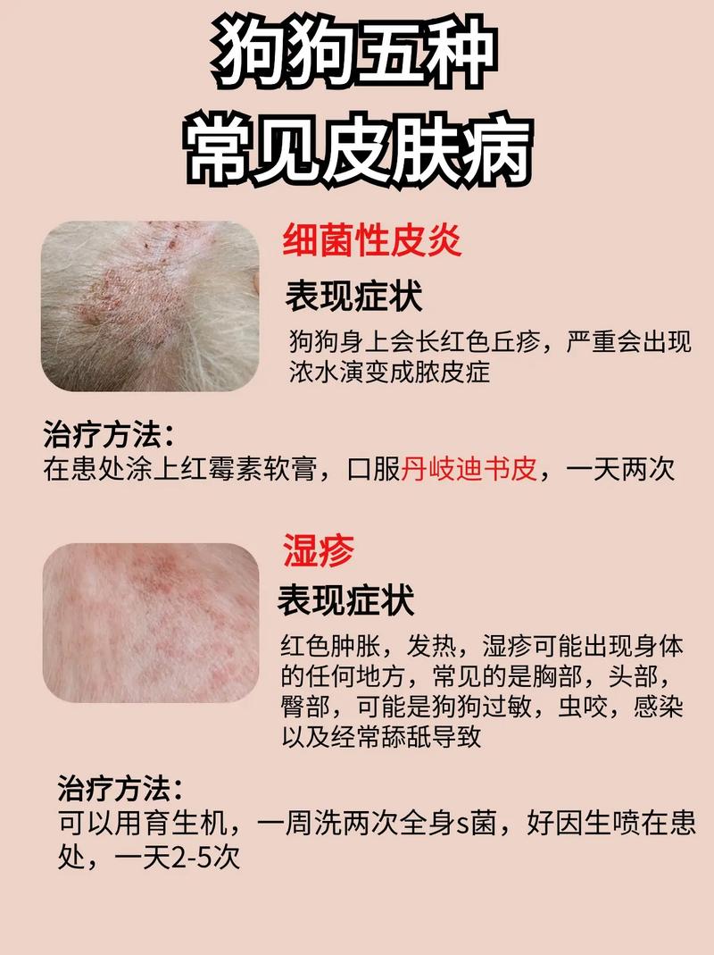  人对狗狗过敏有哪些症状，人对狗狗过敏有哪些症状图片-第2张图片-后鲨宠物