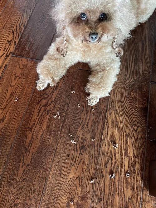 狗狗吃核桃好吗,狗狗吃核桃好吗怎么吃-第3张图片-后鲨宠物 狗狗吃核桃好吗,狗狗吃核桃好吗怎么吃-第3张图片-后鲨宠物