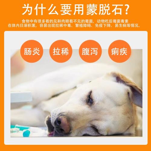  狗狗拉稀能吃蒙脱石散吗，狗狗拉稀可不可以吃蒙脱石散