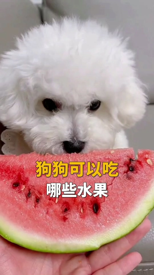 泰迪狗狗能吃哈密瓜吗_泰迪可以吃哈密瓜吗?-第2张图片-后鲨宠物 泰迪狗狗能吃哈密瓜吗_泰迪可以吃哈密瓜吗?-第2张图片-后鲨宠物