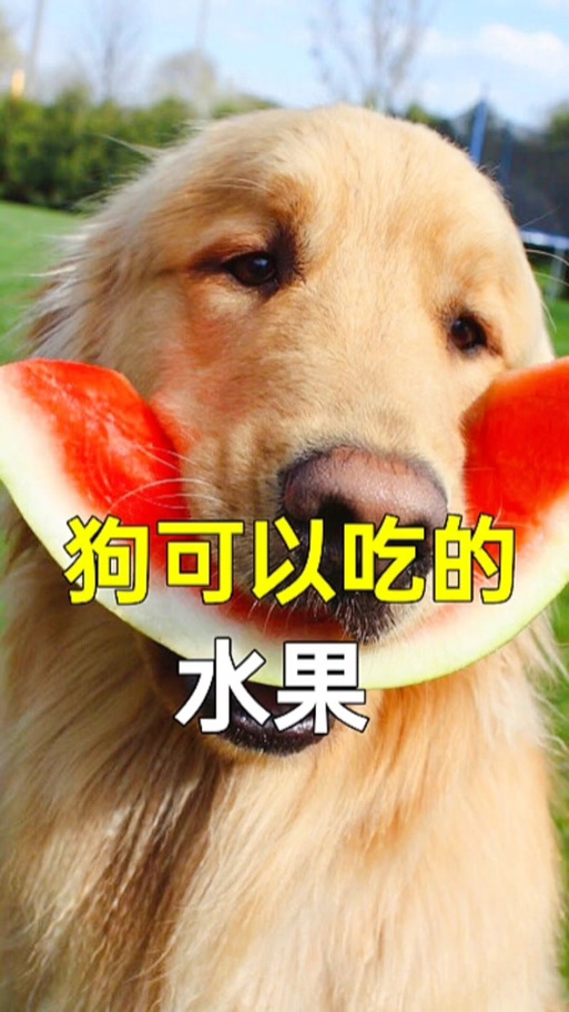 泰迪狗狗能吃哈密瓜吗_泰迪可以吃哈密瓜吗?-第4张图片-后鲨宠物 泰迪狗狗能吃哈密瓜吗_泰迪可以吃哈密瓜吗?-第4张图片-后鲨宠物