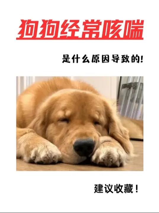 小狗狗咳嗽是怎么回事,小狗咳嗽该怎么办?-第1张图片-后鲨宠物 小狗狗咳嗽是怎么回事,小狗咳嗽该怎么办?-第1张图片-后鲨宠物