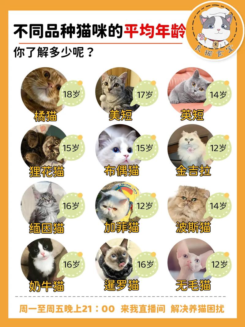 猫咪怎么算年龄,如何算猫咪的年龄-第5张图片-后鲨宠物 猫咪怎么算年龄,如何算猫咪的年龄-第5张图片-后鲨宠物