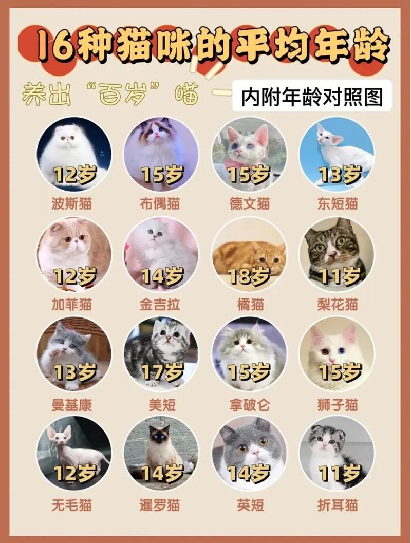猫咪怎么算年龄,如何算猫咪的年龄-第6张图片-后鲨宠物 猫咪怎么算年龄,如何算猫咪的年龄-第6张图片-后鲨宠物