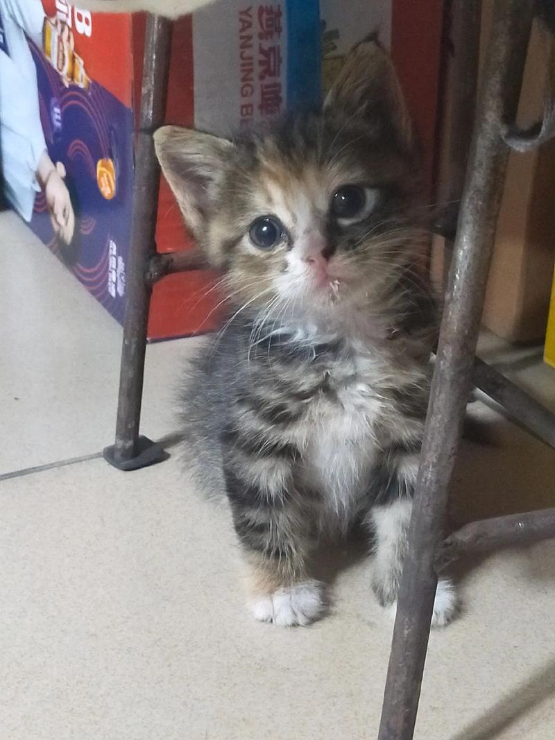 猫咪健康的表现,猫咪健康的表现图片?-第3张图片-后鲨宠物 猫咪健康的表现,猫咪健康的表现图片?-第3张图片-后鲨宠物