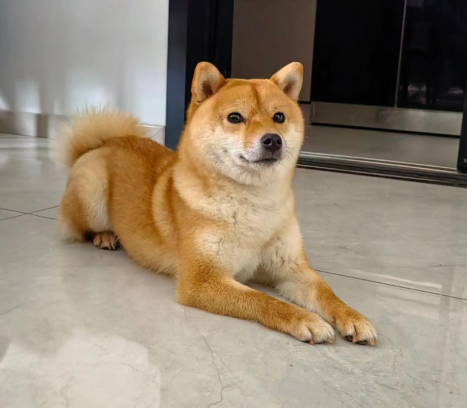 狗狗可以自己在家几天_狗狗自己在家几天又到处拉屎-第2张图片-后鲨宠物 狗狗可以自己在家几天_狗狗自己在家几天又到处拉屎-第2张图片-后鲨宠物