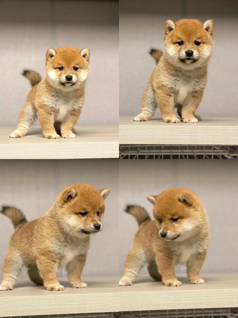 狗狗可以自己在家几天_狗狗自己在家几天又到处拉屎-第5张图片-后鲨宠物 狗狗可以自己在家几天_狗狗自己在家几天又到处拉屎-第5张图片-后鲨宠物