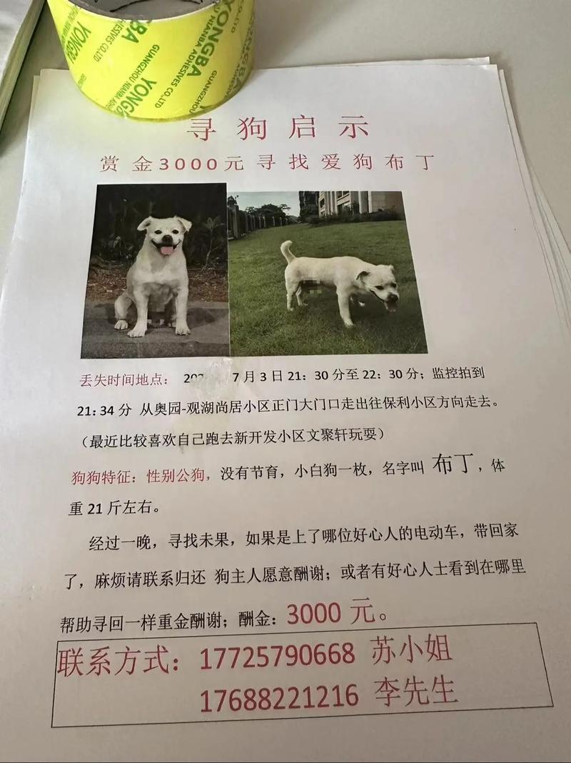 给白狗狗取什么名字好_给白狗狗取什么名字好听点-第1张图片-后鲨宠物 给白狗狗取什么名字好_给白狗狗取什么名字好听点-第1张图片-后鲨宠物