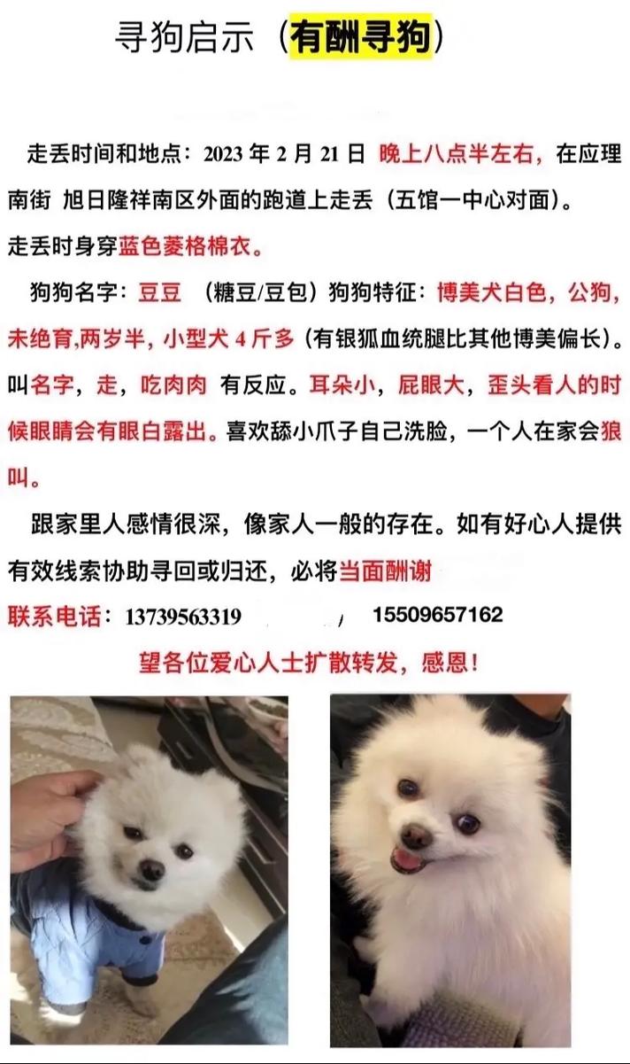 给白狗狗取什么名字好_给白狗狗取什么名字好听点-第4张图片-后鲨宠物 给白狗狗取什么名字好_给白狗狗取什么名字好听点-第4张图片-后鲨宠物