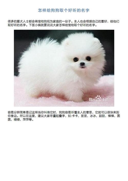 给白狗狗取什么名字好_给白狗狗取什么名字好听点-第5张图片-后鲨宠物 给白狗狗取什么名字好_给白狗狗取什么名字好听点-第5张图片-后鲨宠物