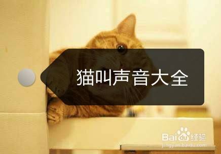 猫猫叫的声音，猫猫叫的声音视频？