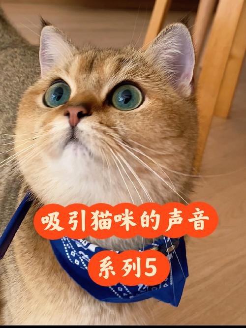 猫猫叫的声音,猫猫叫的声音视频?-第4张图片-后鲨宠物 猫猫叫的声音,猫猫叫的声音视频?-第4张图片-后鲨宠物