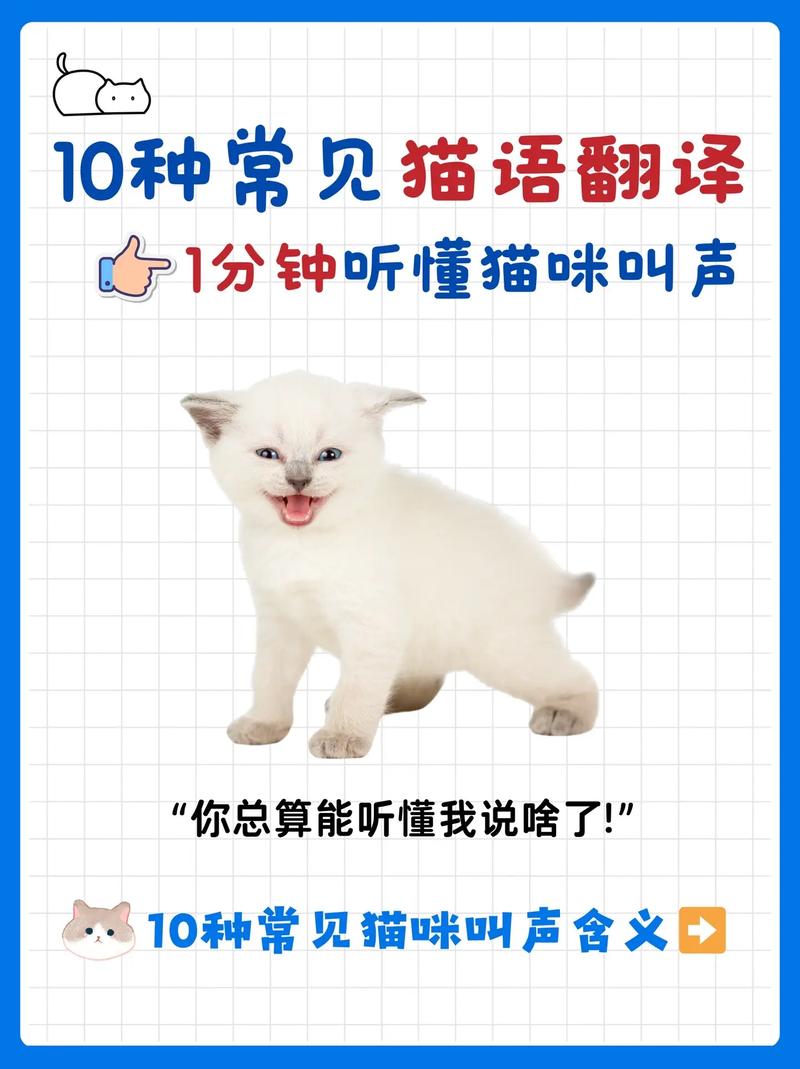 猫猫叫的声音,猫猫叫的声音视频?-第5张图片-后鲨宠物 猫猫叫的声音,猫猫叫的声音视频?-第5张图片-后鲨宠物