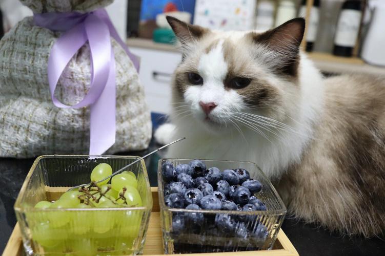 猫咪能吃蓝莓吗_猫咪能吃蓝莓吗会中毒吗-第4张图片-后鲨宠物 猫咪能吃蓝莓吗_猫咪能吃蓝莓吗会中毒吗-第4张图片-后鲨宠物