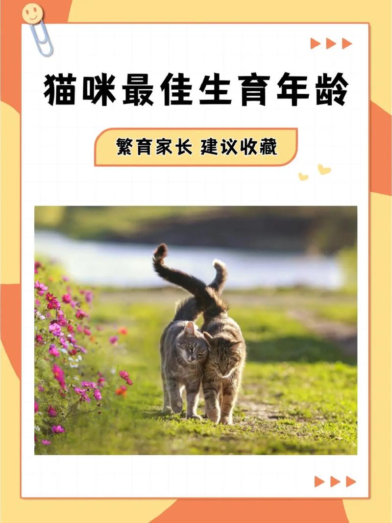 怀孕了可以养猫咪吗,怀孕后可以养猫吗??-第3张图片-后鲨宠物 怀孕了可以养猫咪吗,怀孕后可以养猫吗??-第3张图片-后鲨宠物