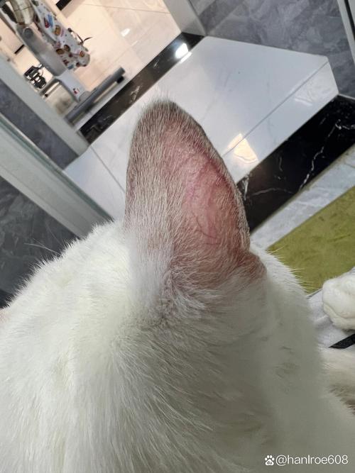 猫咪耳朵附近毛秃了_猫咪耳朵附近毛秃了图片-第2张图片-后鲨宠物 猫咪耳朵附近毛秃了_猫咪耳朵附近毛秃了图片-第2张图片-后鲨宠物