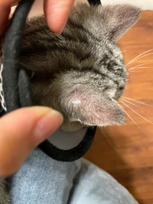 猫咪耳朵附近毛秃了_猫咪耳朵附近毛秃了图片-第3张图片-后鲨宠物 猫咪耳朵附近毛秃了_猫咪耳朵附近毛秃了图片-第3张图片-后鲨宠物