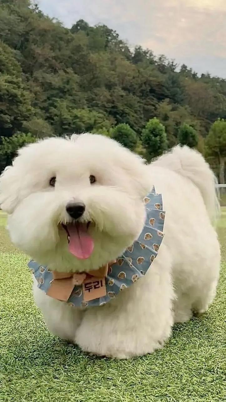 狗狗能吃棉花糖吗_狗子能吃棉花糖吗-第5张图片-后鲨宠物 狗狗能吃棉花糖吗_狗子能吃棉花糖吗-第5张图片-后鲨宠物