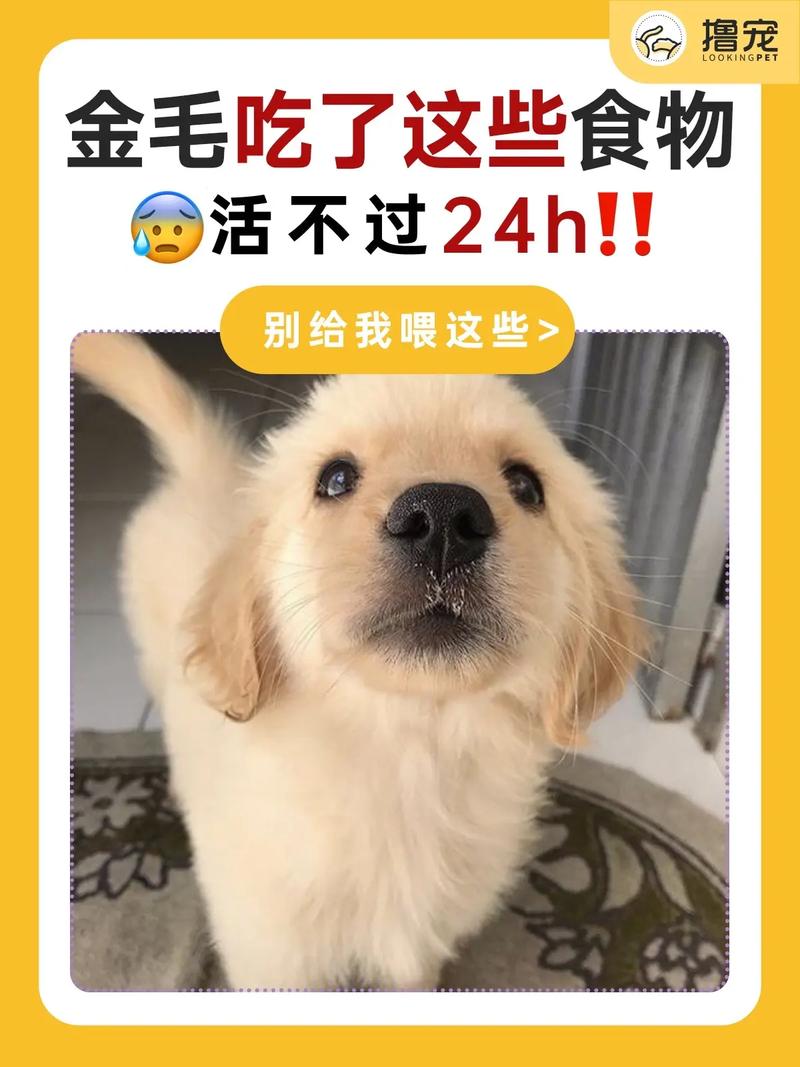 狗狗能吃黄油吗_狗狗能吃黄油吗?-第2张图片-后鲨宠物 狗狗能吃黄油吗_狗狗能吃黄油吗?-第2张图片-后鲨宠物