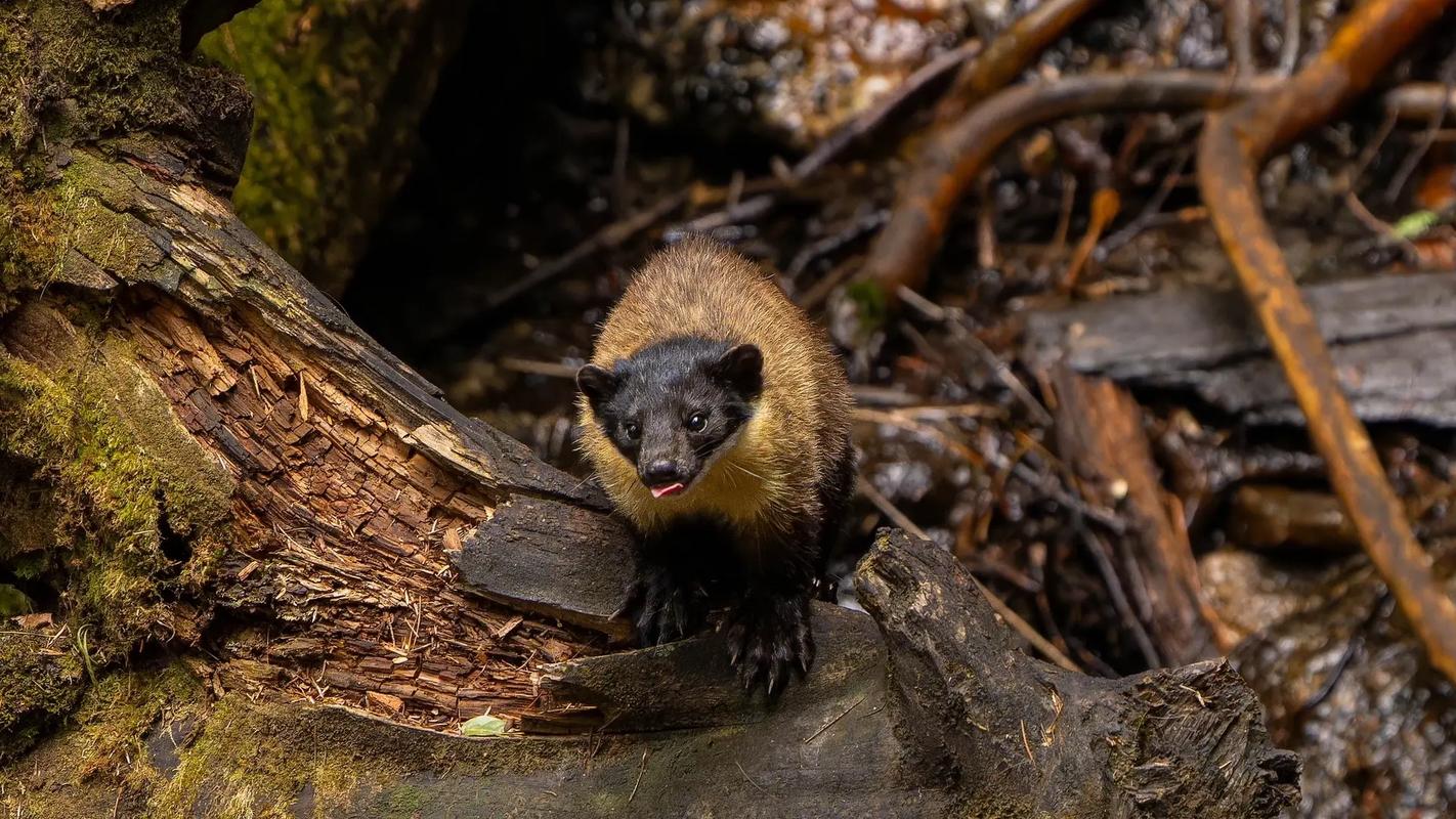狗狗能吃黄油吗_狗狗能吃黄油吗?-第3张图片-后鲨宠物 狗狗能吃黄油吗_狗狗能吃黄油吗?-第3张图片-后鲨宠物