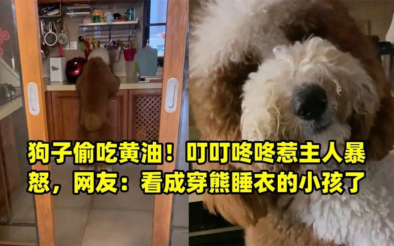 狗狗能吃黄油吗_狗狗能吃黄油吗?-第4张图片-后鲨宠物 狗狗能吃黄油吗_狗狗能吃黄油吗?-第4张图片-后鲨宠物