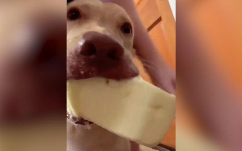 狗狗能吃黄油吗_狗狗能吃黄油吗?-第6张图片-后鲨宠物 狗狗能吃黄油吗_狗狗能吃黄油吗?-第6张图片-后鲨宠物