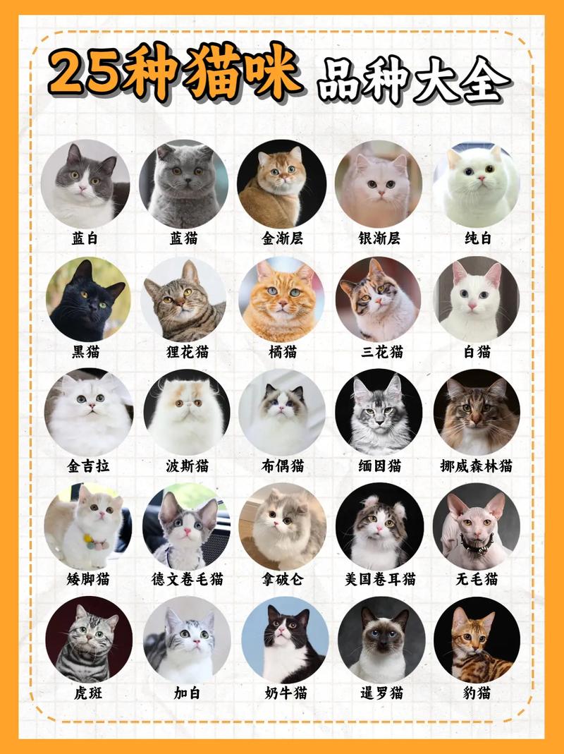 猫咪英文名字大全可爱_猫咪英文名字大全可爱水果-第4张图片-后鲨宠物 猫咪英文名字大全可爱_猫咪英文名字大全可爱水果-第4张图片-后鲨宠物