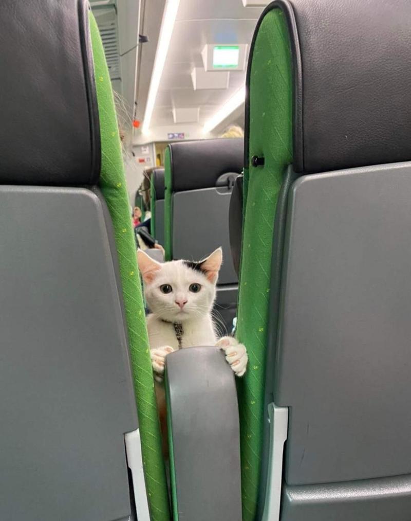 猫咪能上火车吗_猫咪可以上火车吗-第2张图片-后鲨宠物