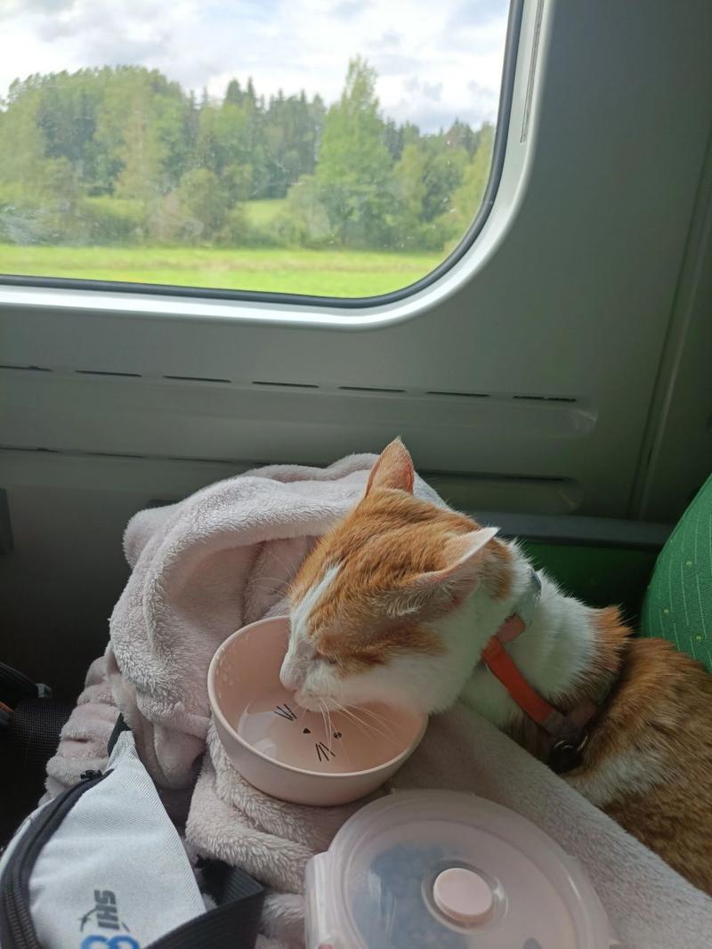 猫咪能上火车吗_猫咪可以上火车吗-第3张图片-后鲨宠物