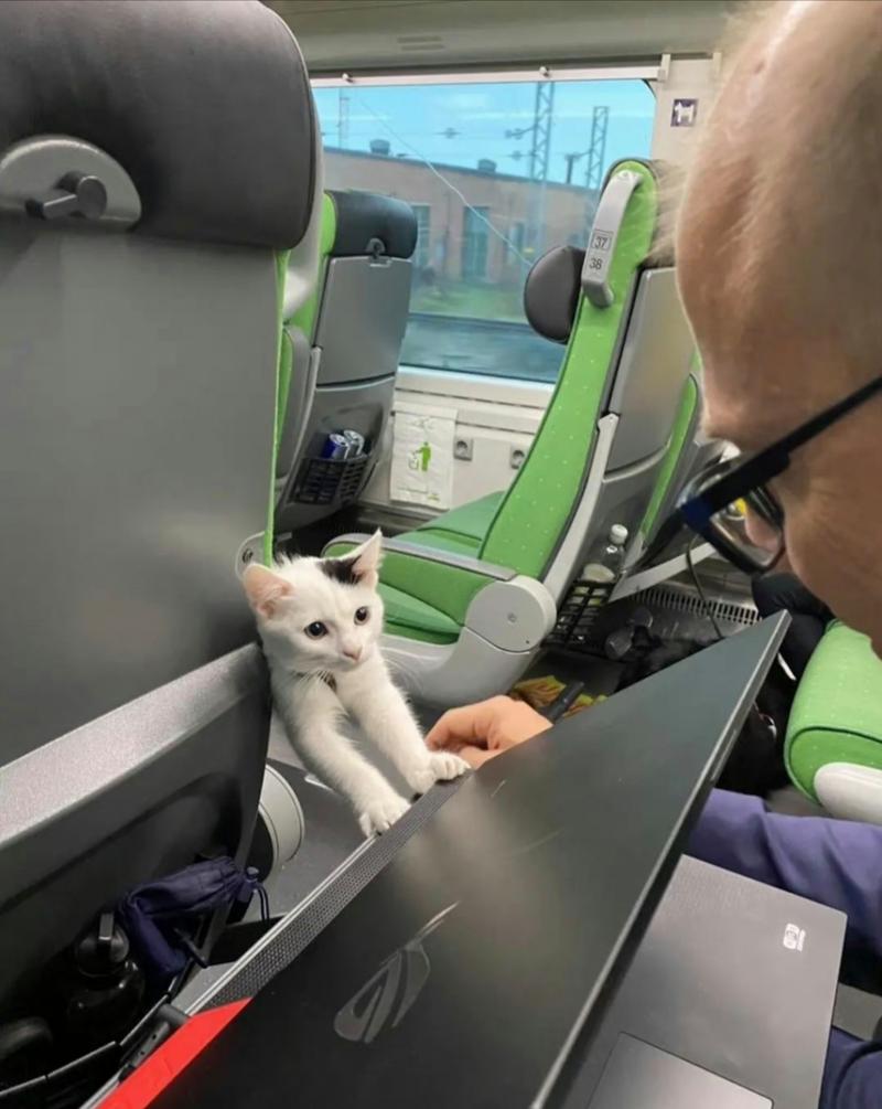 猫咪能上火车吗_猫咪可以上火车吗-第4张图片-后鲨宠物