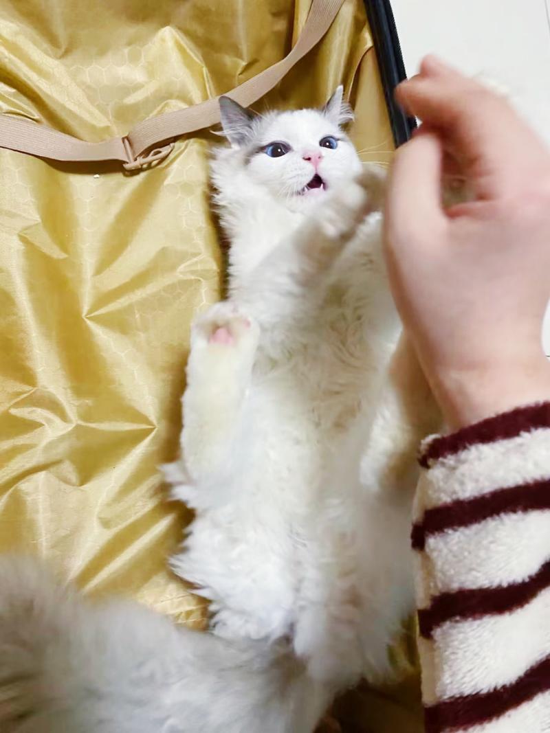 猫咪能上火车吗_猫咪可以上火车吗-第5张图片-后鲨宠物