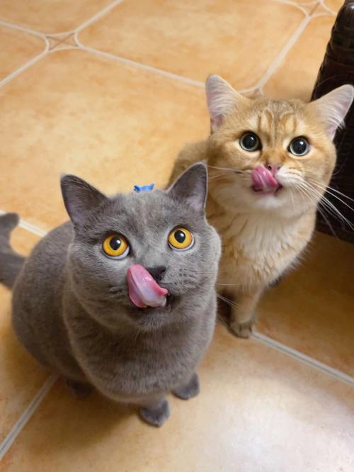 猫咪吃猫条好吗,猫咪吃猫条有什么好处?-第2张图片-后鲨宠物 猫咪吃猫条好吗,猫咪吃猫条有什么好处?-第2张图片-后鲨宠物