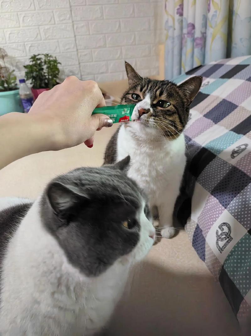 猫咪吃猫条好吗,猫咪吃猫条有什么好处?-第6张图片-后鲨宠物 猫咪吃猫条好吗,猫咪吃猫条有什么好处?-第6张图片-后鲨宠物